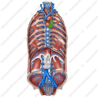 Thoracic part (pars thoracica aortae)